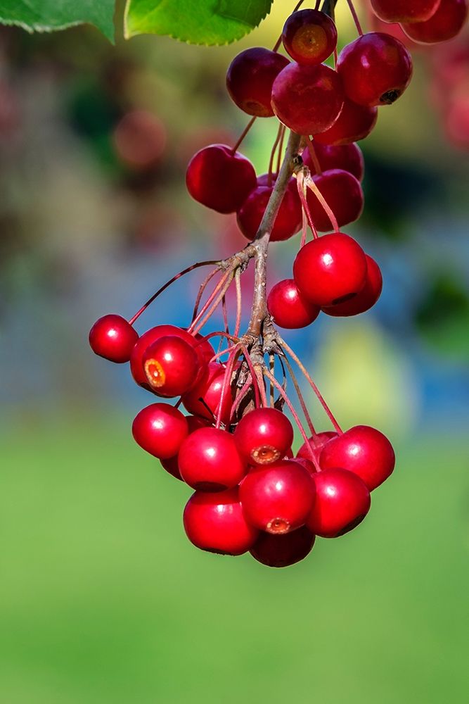 Cockspur Hawthorn-fruit art print by Lisa S. Engelbrecht for $57.95 CAD
