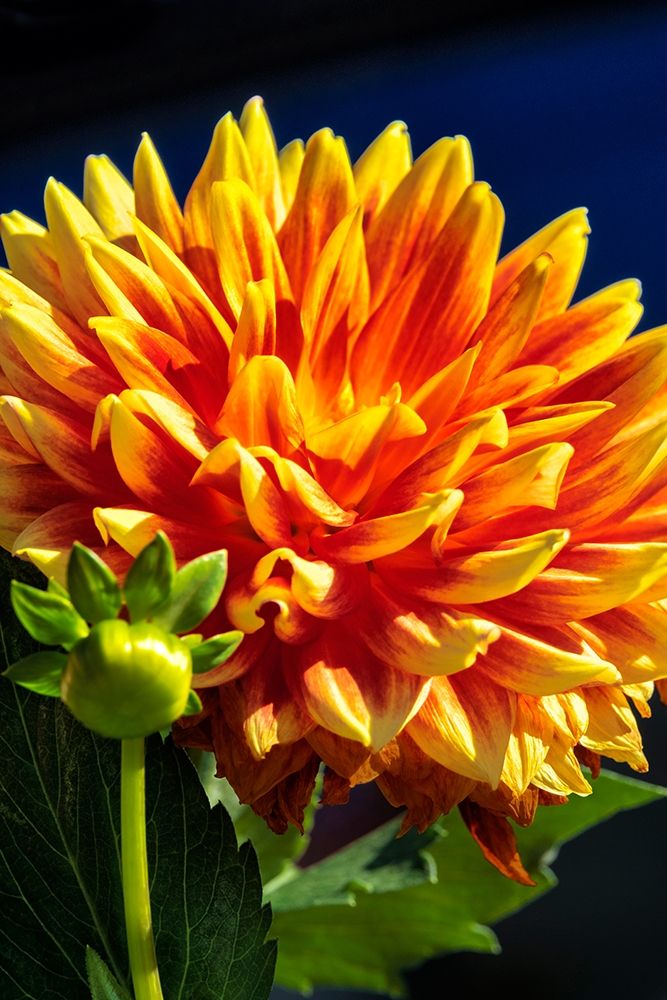 Dahlia art print by Lisa S. Engelbrecht for $57.95 CAD