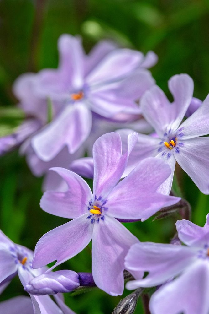 Creeping Phlox art print by Lisa S. Engelbrecht for $57.95 CAD