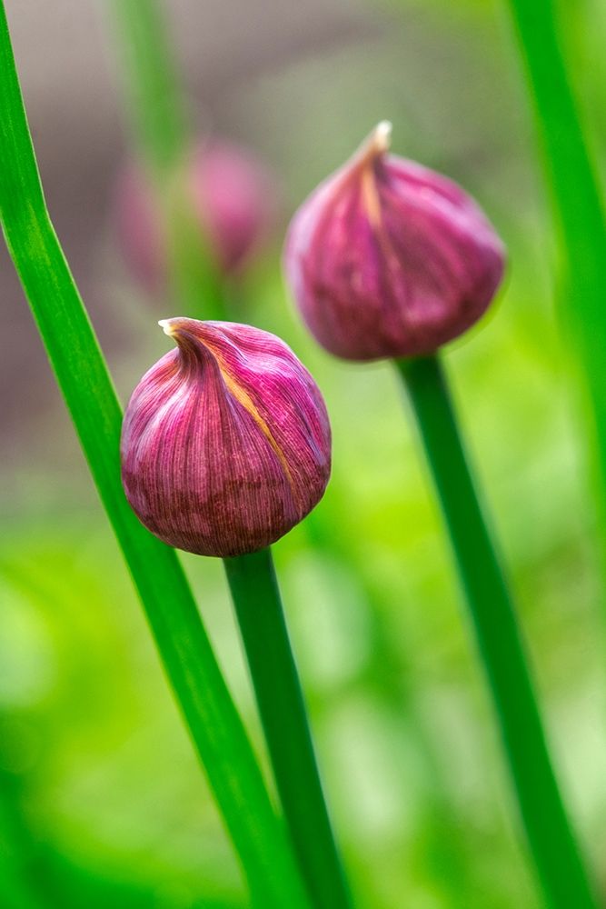 Chive art print by Lisa S. Engelbrecht for $57.95 CAD