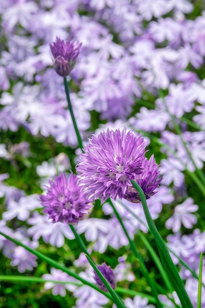 Creeping Phlox and chives art print by Lisa S. Engelbrecht for $57.95 CAD