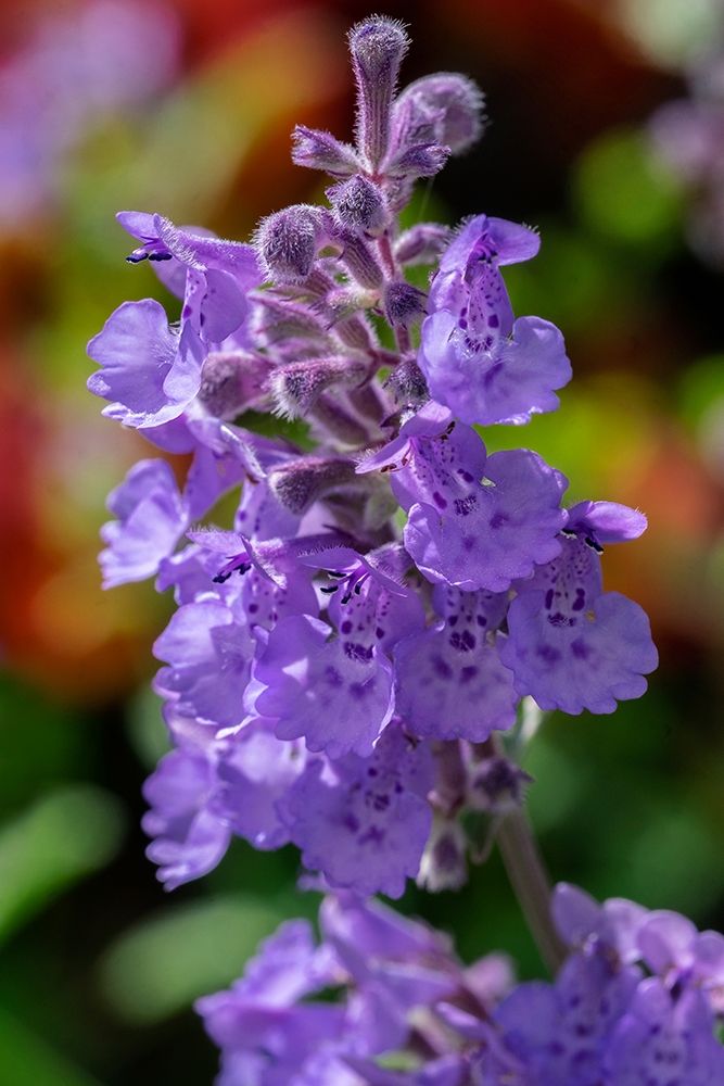 Catmint art print by Lisa S. Engelbrecht for $57.95 CAD