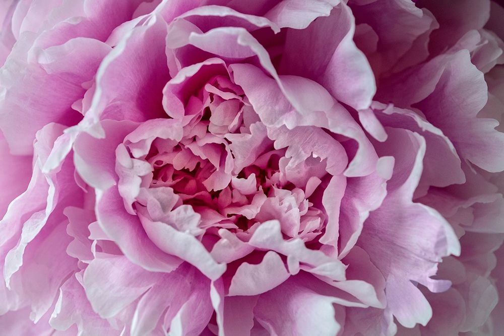 Pink Peony art print by Lisa S. Engelbrecht for $57.95 CAD