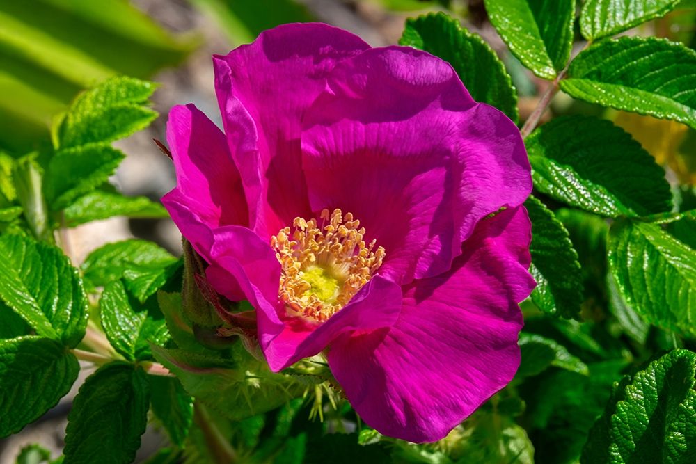 Beach rose art print by Lisa S. Engelbrecht for $57.95 CAD