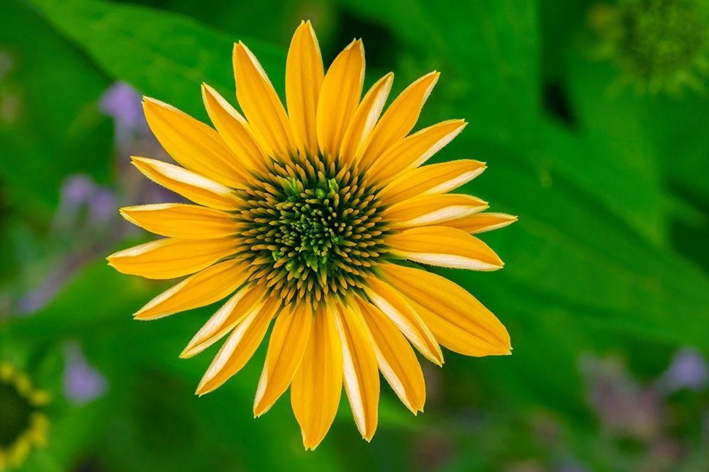 Yellow Coneflower art print by Lisa S. Engelbrecht for $57.95 CAD