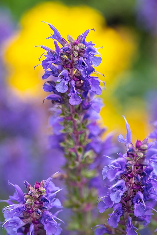 Purple Hyssop art print by Lisa S. Engelbrecht for $57.95 CAD