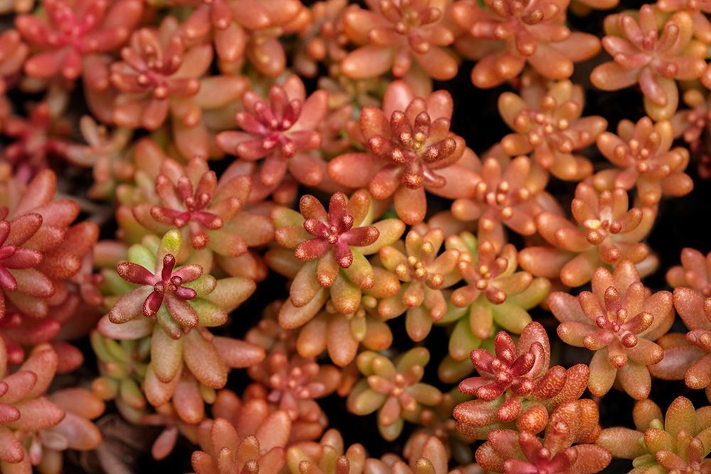 Redberry-Sedum art print by Lisa S. Engelbrecht for $57.95 CAD