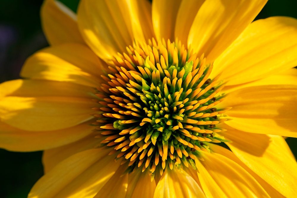 Yellow Coneflower art print by Lisa S. Engelbrecht for $57.95 CAD