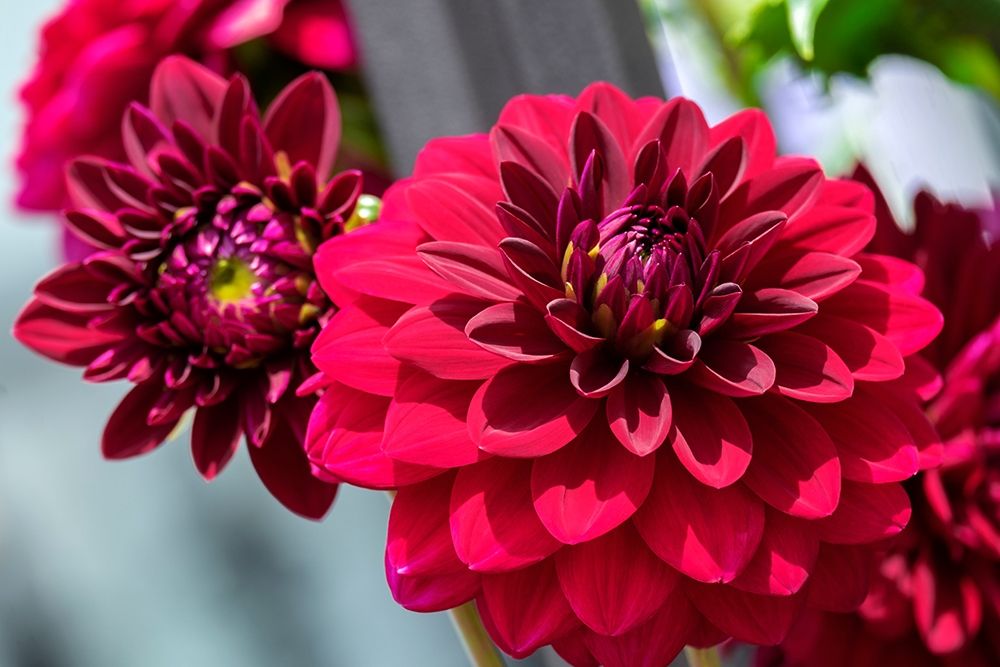 Red Dahlia art print by Lisa S. Engelbrecht for $57.95 CAD