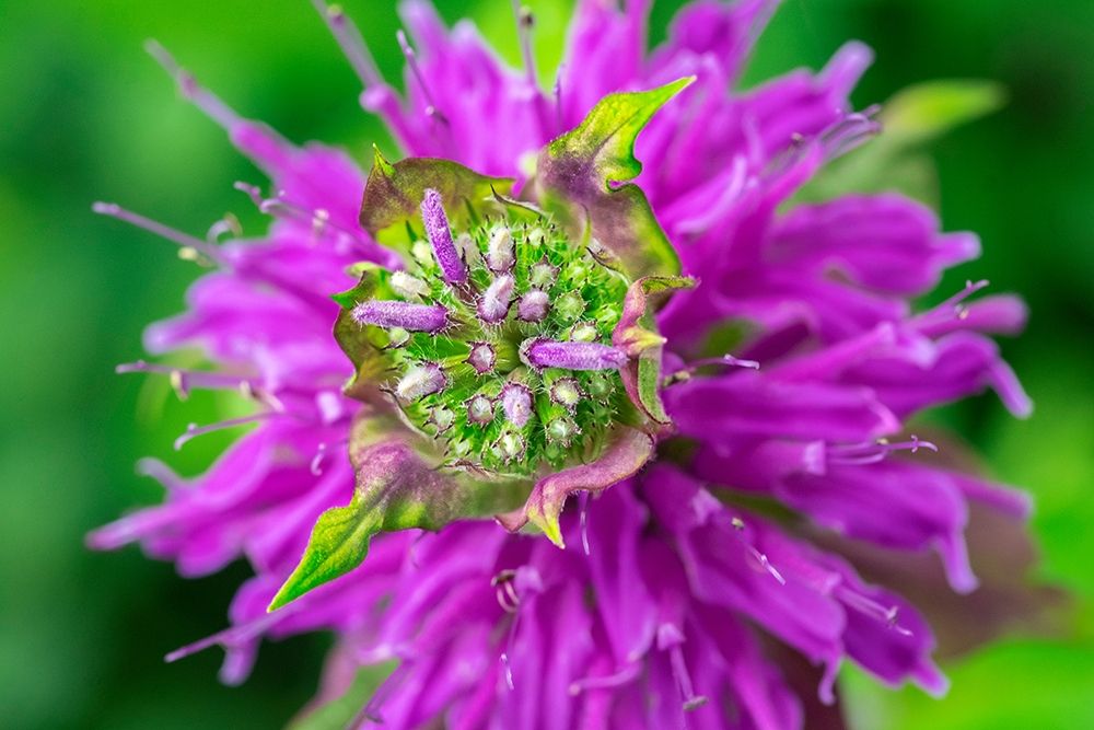 Beebalm art print by Lisa S. Engelbrecht for $57.95 CAD