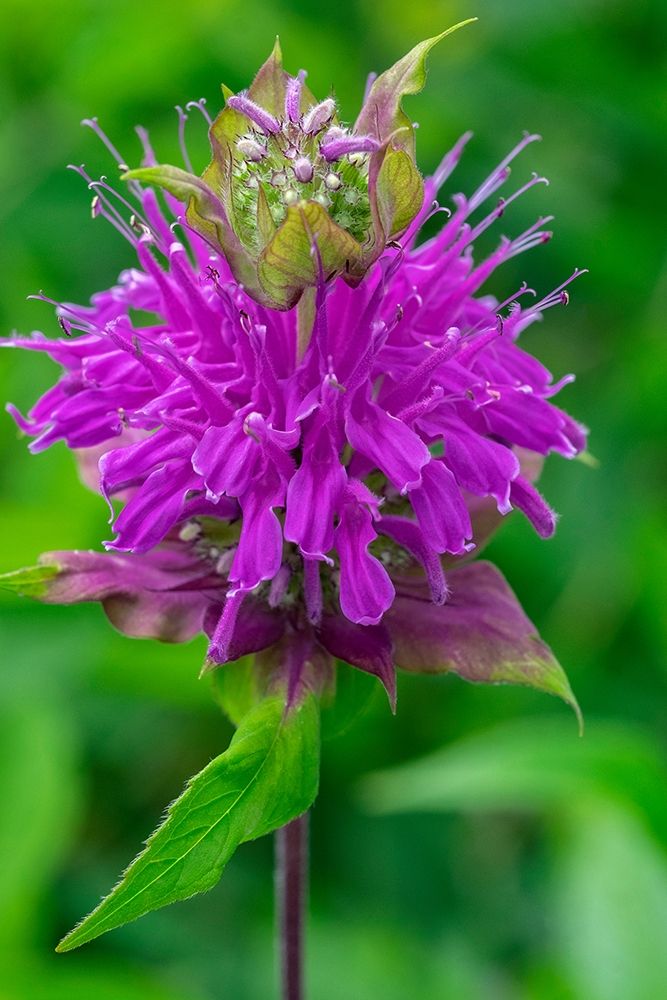 Beebalm art print by Lisa S. Engelbrecht for $57.95 CAD