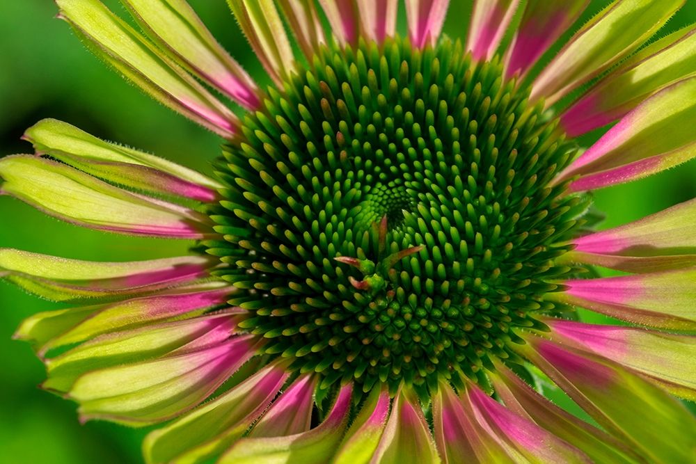 Coneflower art print by Lisa S. Engelbrecht for $57.95 CAD
