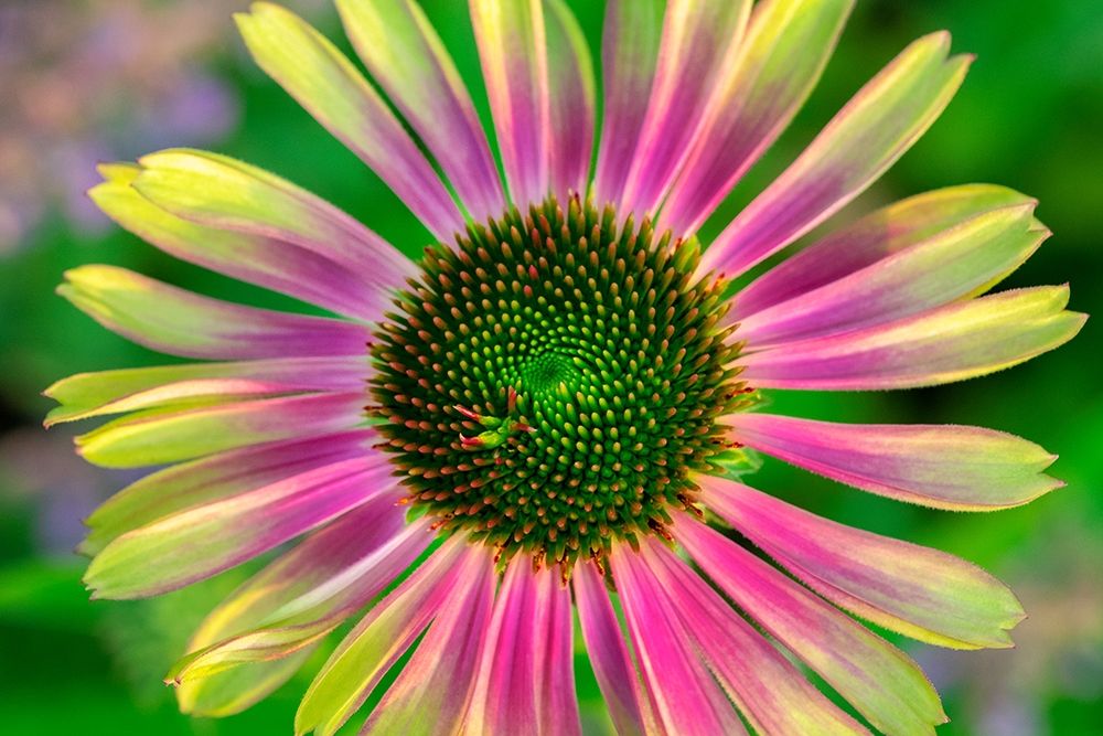 Coneflower art print by Lisa S. Engelbrecht for $57.95 CAD