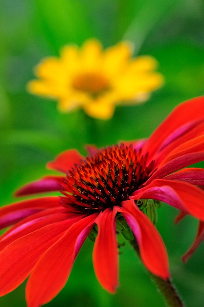 Coneflower art print by Lisa S. Engelbrecht for $57.95 CAD