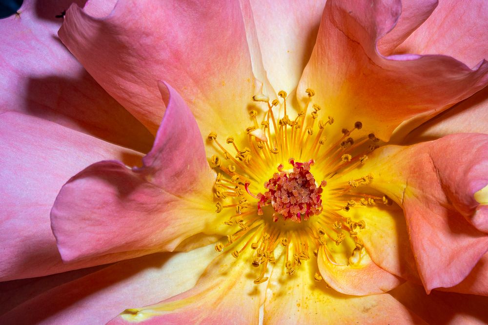 Orange, pink, yellow rose art print by Lee Klopfer for $57.95 CAD