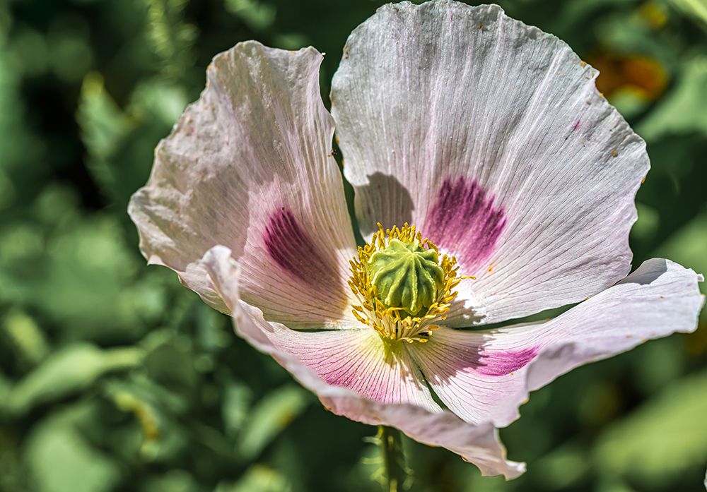 Opium poppy art print by Lee Klopfer for $57.95 CAD