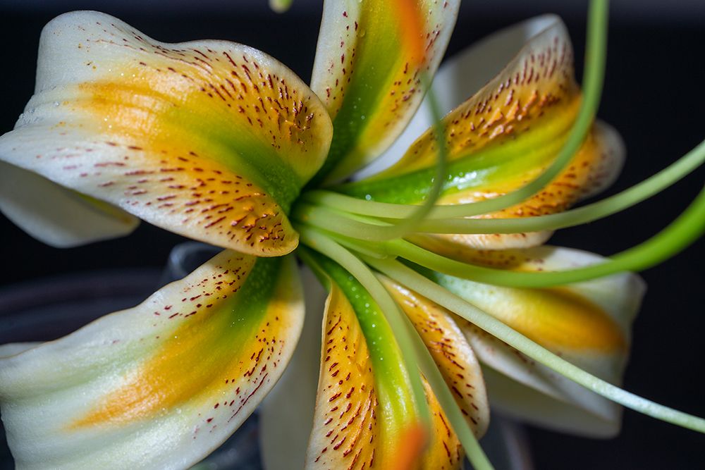 Henrys lily art print by Lee Klopfer for $57.95 CAD