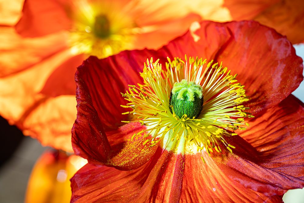 Iceland poppy art print by Lee Klopfer for $57.95 CAD