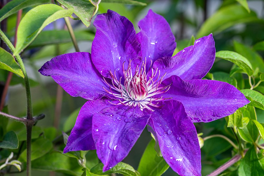 Clematis art print by Lee Klopfer for $57.95 CAD