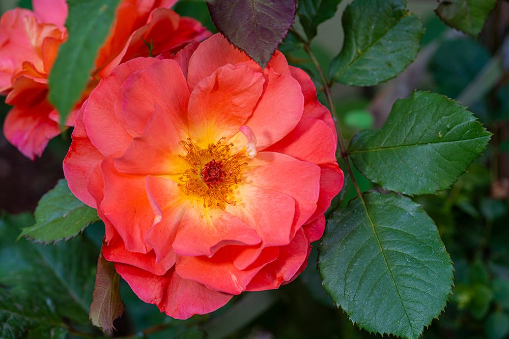 Orange, pink, yellow rose art print by Lee Klopfer for $57.95 CAD