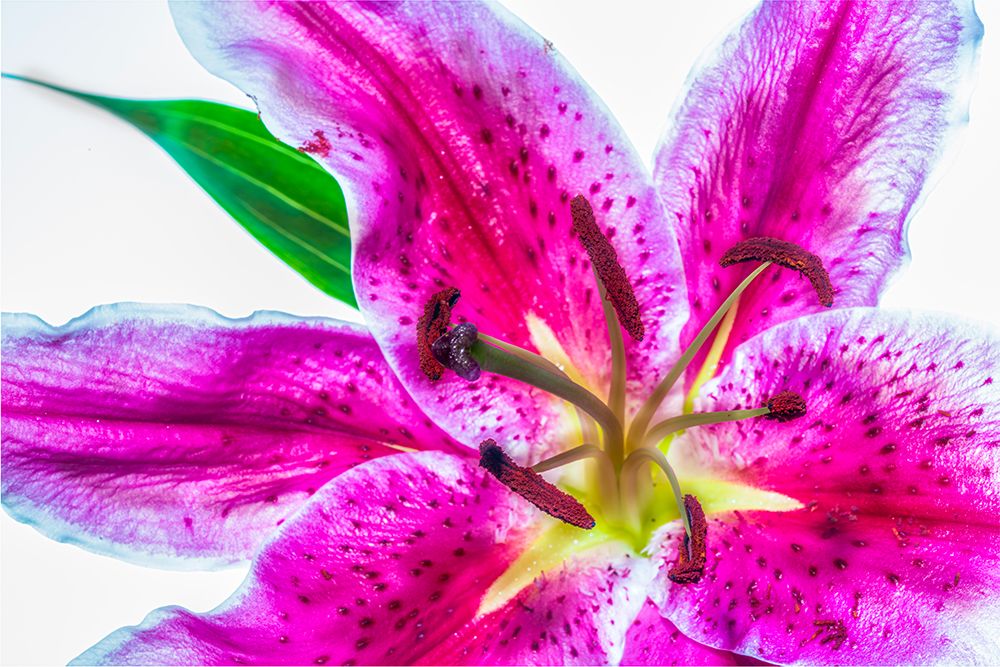 Showy lily. art print by Lee Klopfer for $57.95 CAD