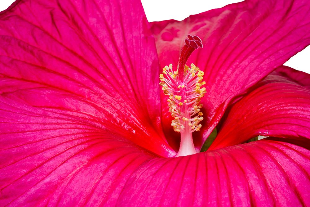 Swamp rose mallow. art print by Lee Klopfer for $57.95 CAD