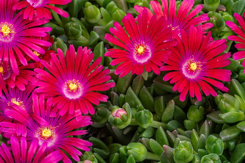 Ice plant art print by Lee Klopfer for $57.95 CAD