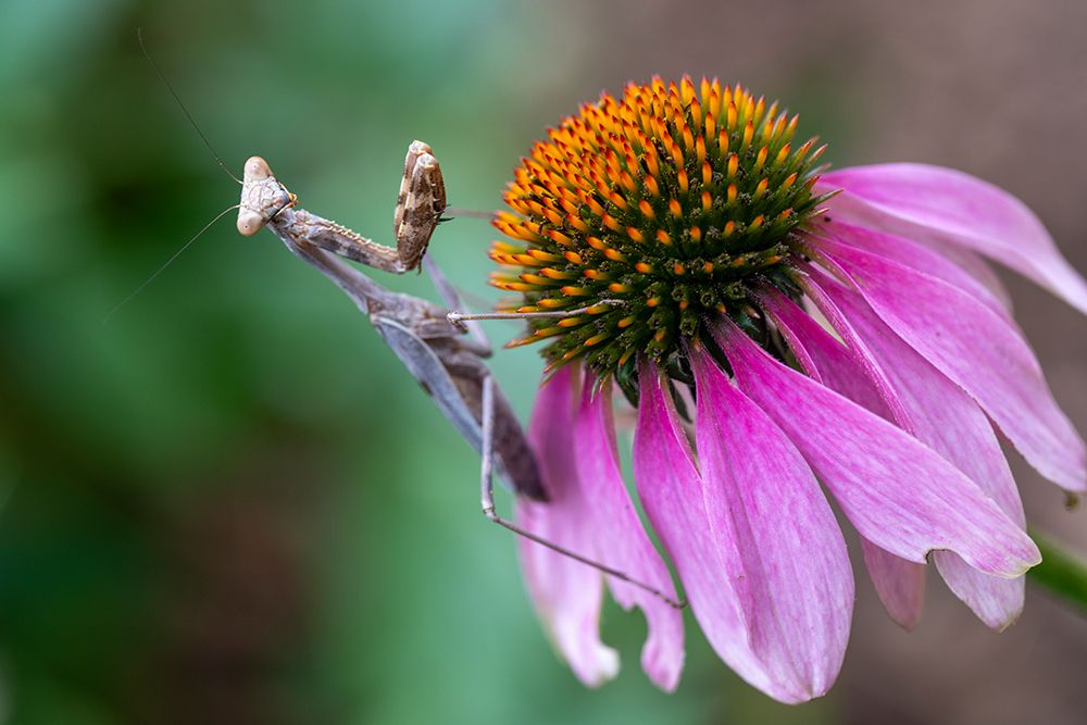 Praying mantis on purple coneflower. art print by Lee Klopfer for $57.95 CAD