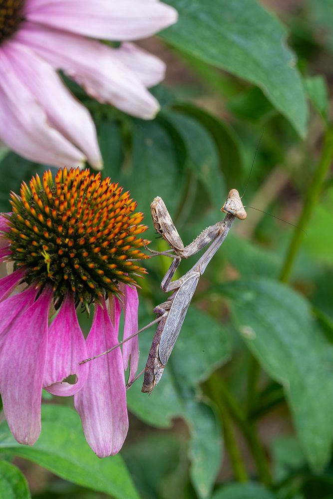 Praying mantis on purple coneflower. art print by Lee Klopfer for $57.95 CAD