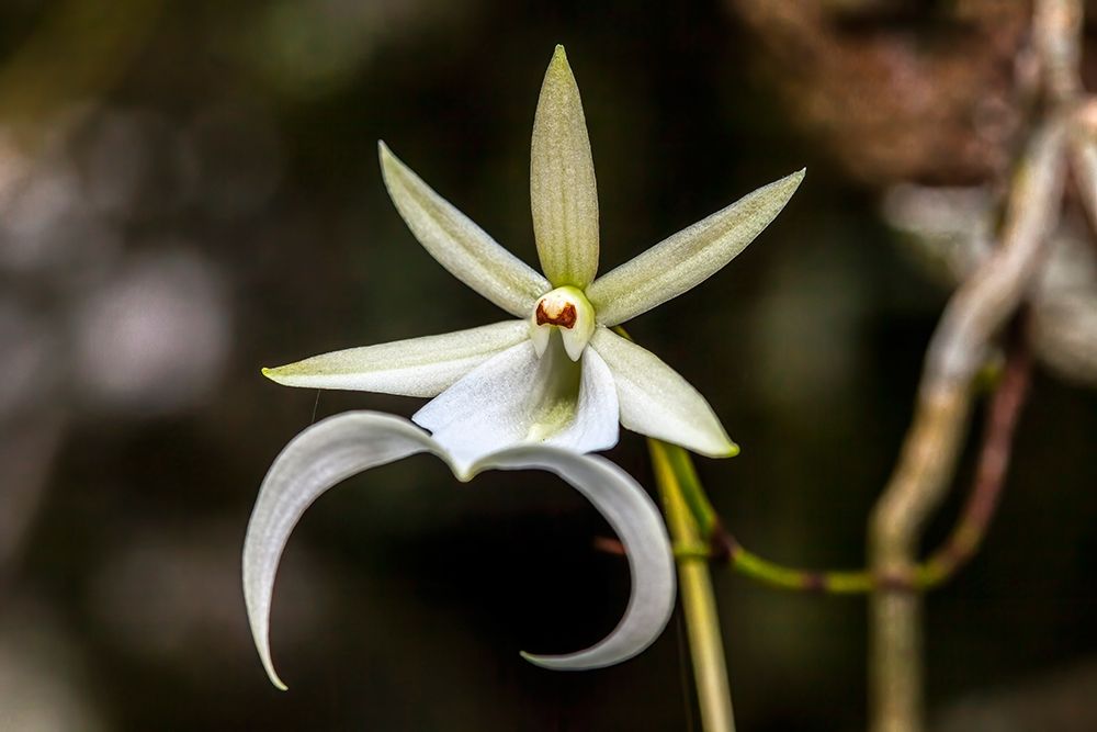 A rare Ghost orchid grows only in swamps in south Florida art print by Larry Richardson for $57.95 CAD
