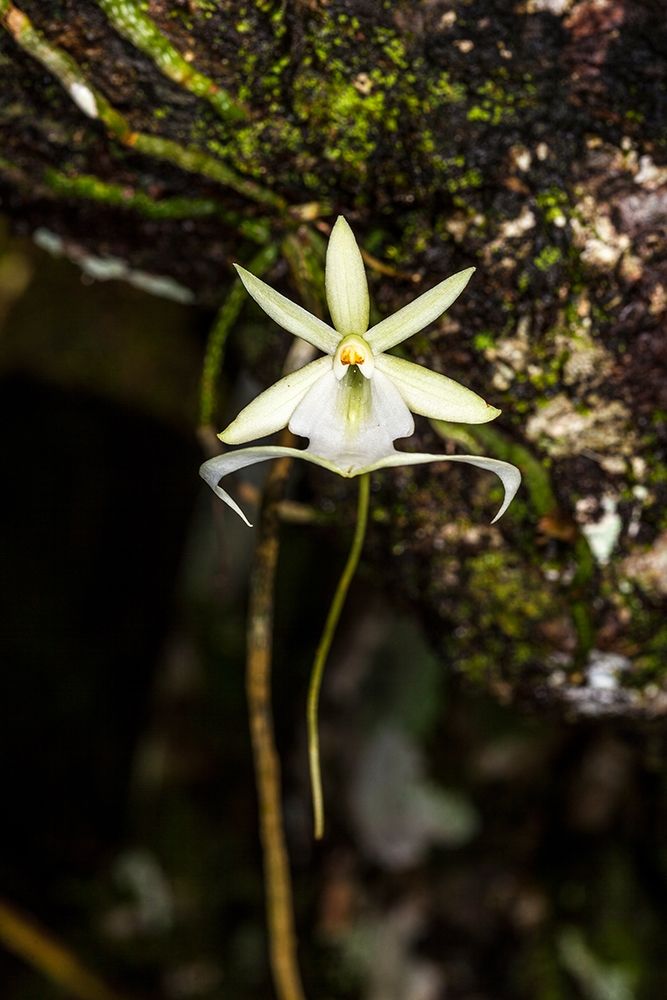 A rare Ghost orchid grows only in swamps in south Florida art print by Larry Richardson for $57.95 CAD