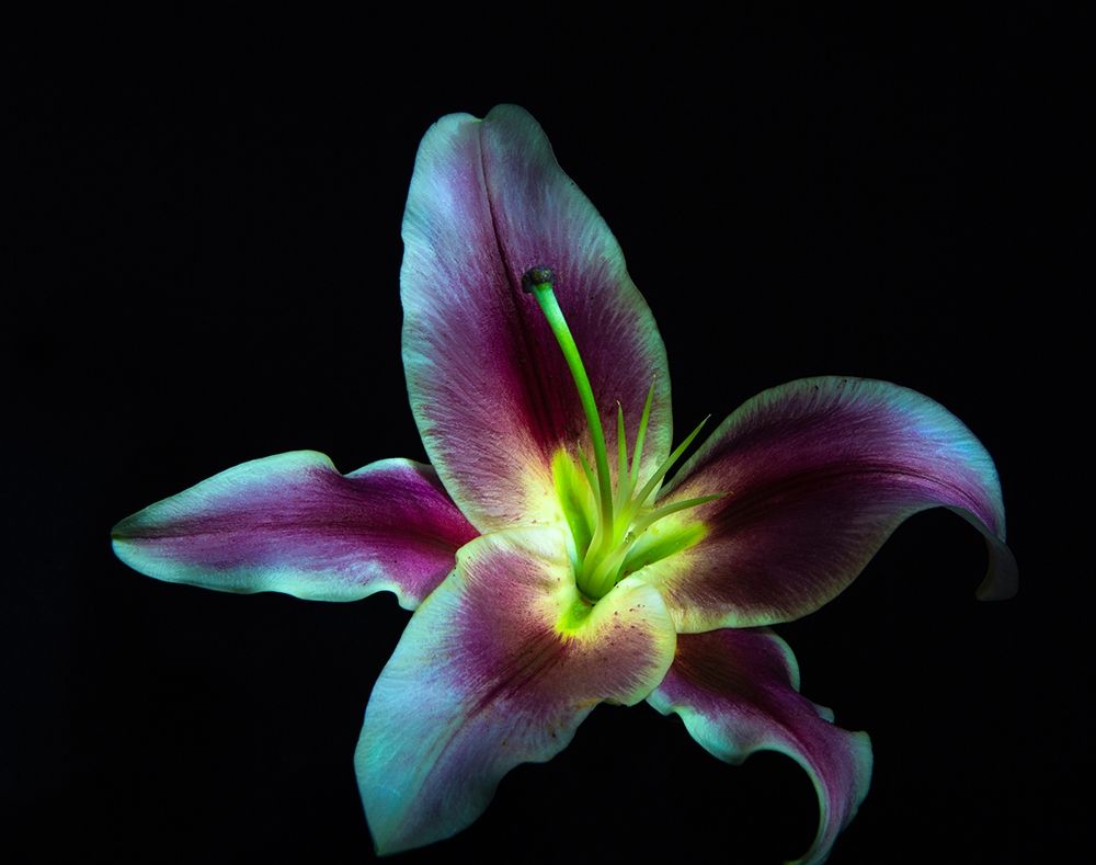 A Stargazer Lily against black background-light painted art print by Sheila Haddad for $57.95 CAD
