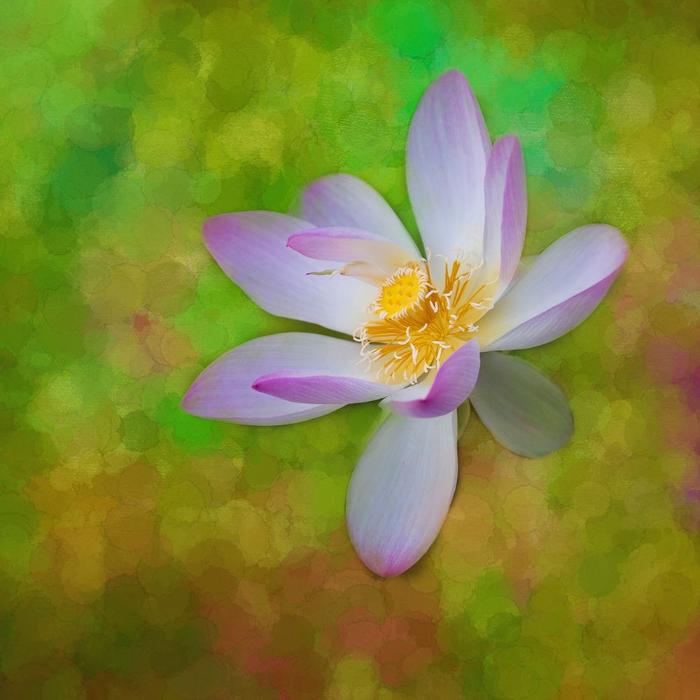 A photo painting of a waterlily art print by Sheila Haddad for $57.95 CAD