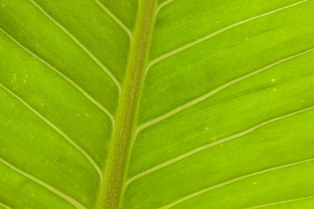 Close-up of veins in a green leaf art print by Tom Haseltine for $57.95 CAD