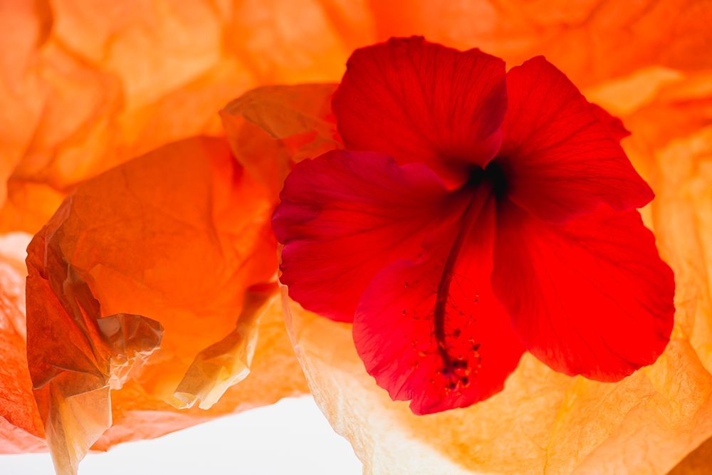 Hibiscus Flower and Tissue Paper with Light art print by Zandina Muench Beraldo for $57.95 CAD