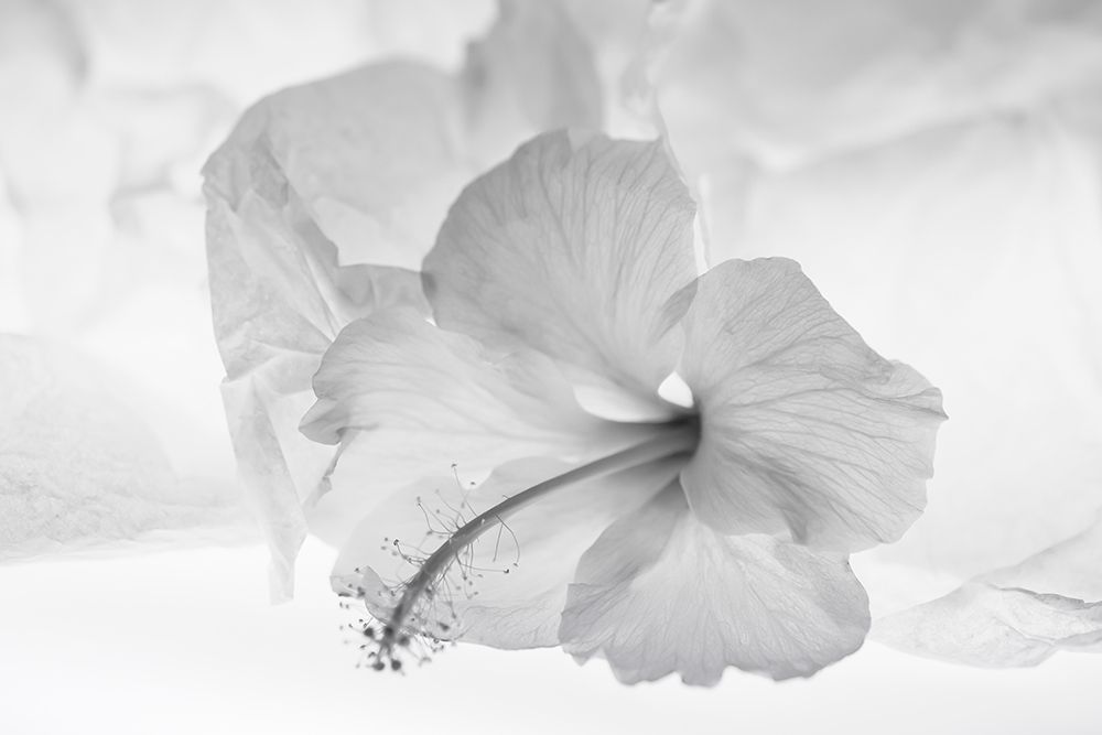 Hibiscus Flower and Tissue Paper with Light art print by Zandina Muench Beraldo for $57.95 CAD