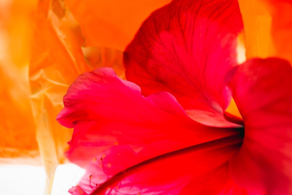 Hibiscus Flower and Tissue Paper with Light art print by Zandina Muench Beraldo for $57.95 CAD