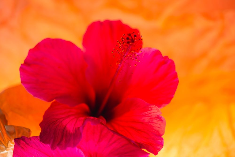 Hibiscus Flower and Tissue Paper with Light art print by Zandina Muench Beraldo for $57.95 CAD