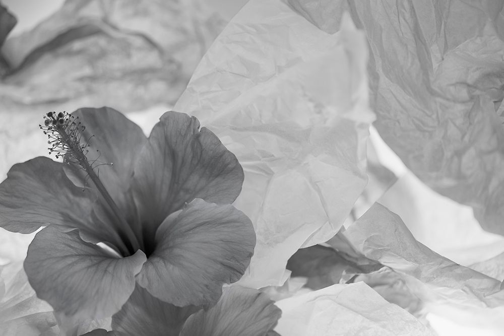 Hibiscus Flower and Tissue Paper with Light art print by Zandina Muench Beraldo for $57.95 CAD