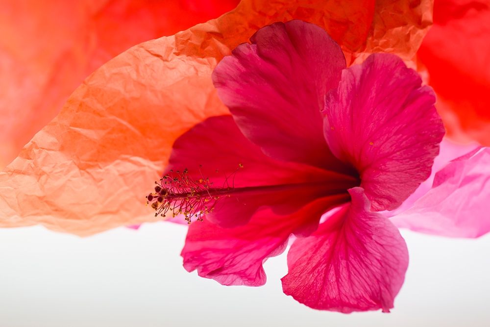 Hibiscus Flower and Tissue Paper with Light art print by Zandina Muench Beraldo for $57.95 CAD