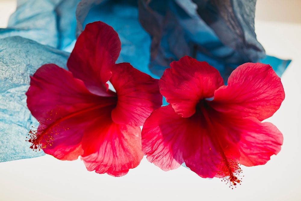 Hibiscus Flower and Tissue Paper with Light art print by Zandina Muench Beraldo for $57.95 CAD