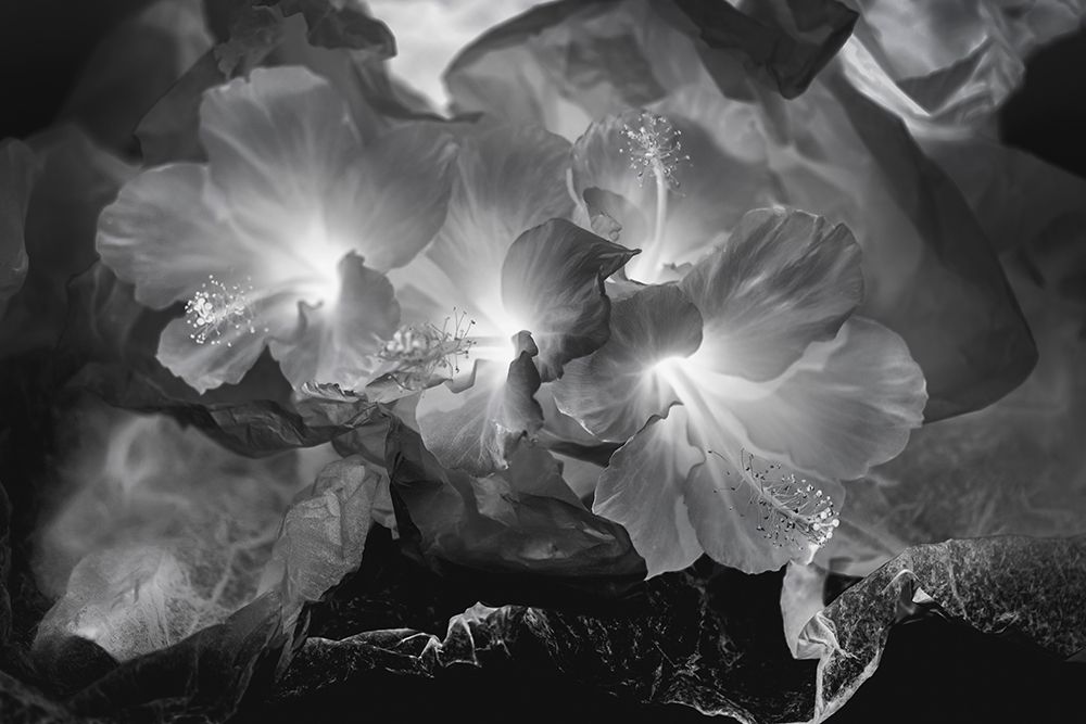 Hibiscus Flower and Tissue Paper with Light art print by Zandina Muench Beraldo for $57.95 CAD