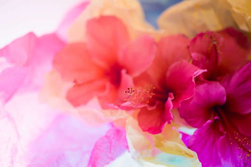 Hibiscus Flower and Tissue Paper with Light art print by Zandina Muench Beraldo for $57.95 CAD