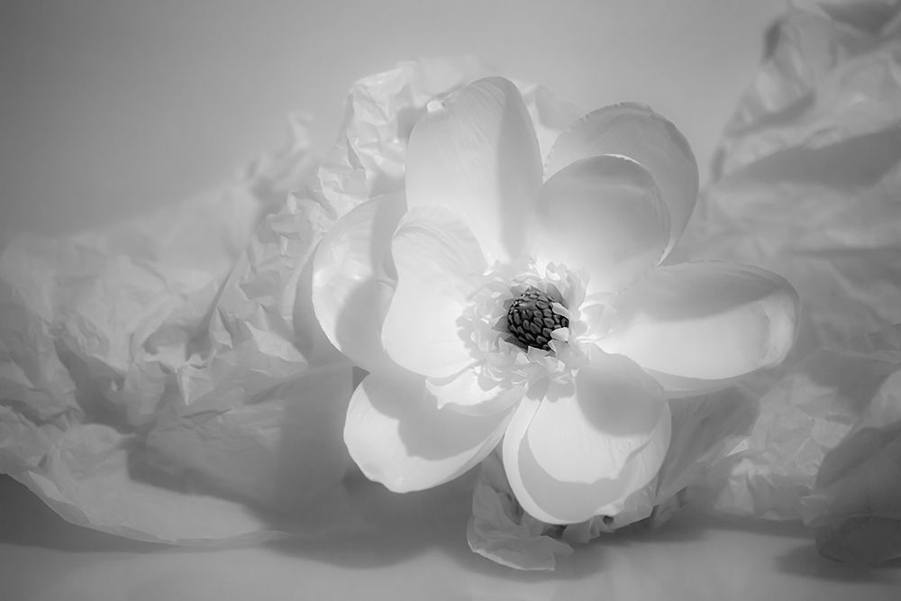 Black and white flower art print by Zandina Muench Beraldo for $57.95 CAD
