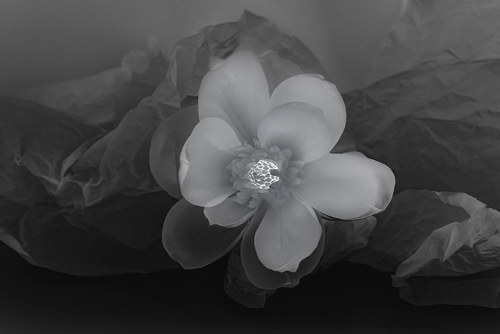 Black and white flower art print by Zandina Muench Beraldo for $57.95 CAD