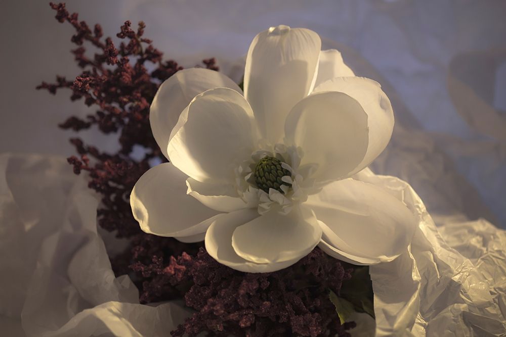 Close-up of flower art print by Zandina Muench Beraldo for $57.95 CAD