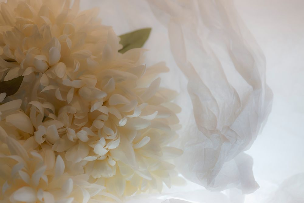 Close-up of flower art print by Zandina Muench Beraldo for $57.95 CAD
