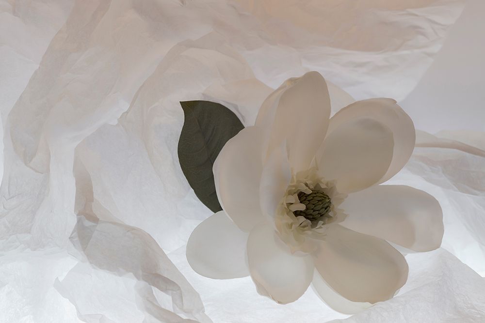 Close-up of flower art print by Zandina Muench Beraldo for $57.95 CAD