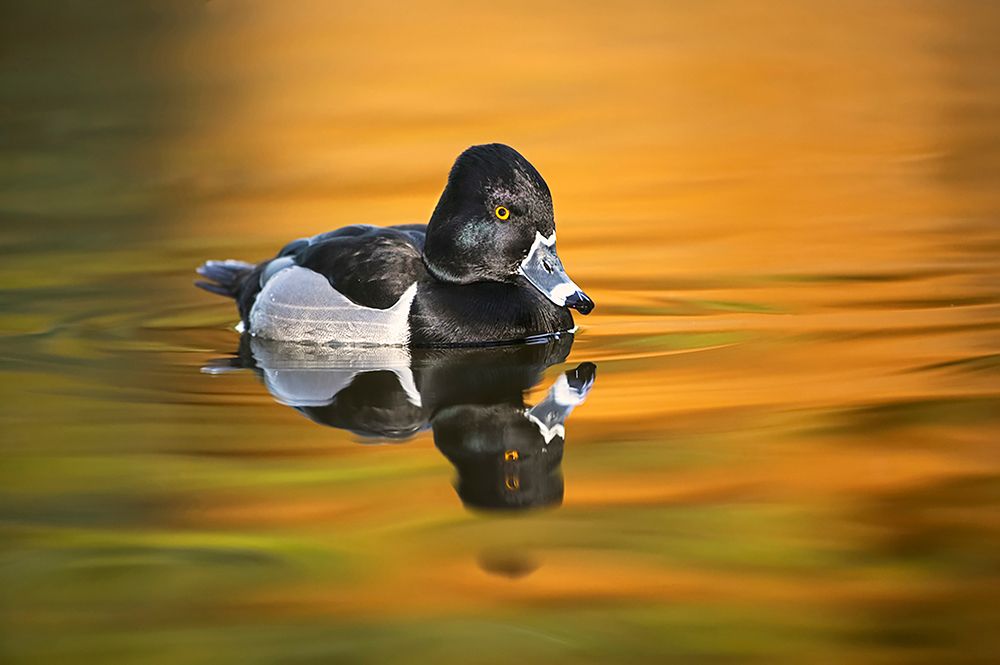Ring-necked duck art print by Adam Jones for $57.95 CAD