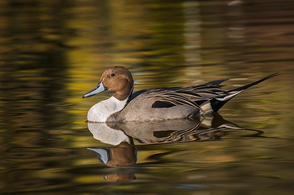 Pintail duck art print by Adam Jones for $57.95 CAD